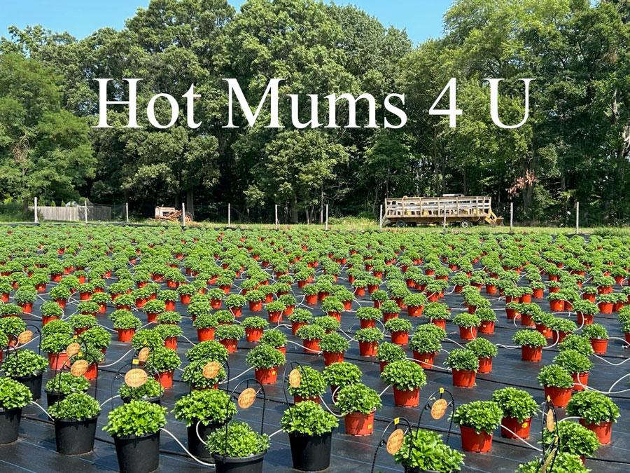 Hot Mums!